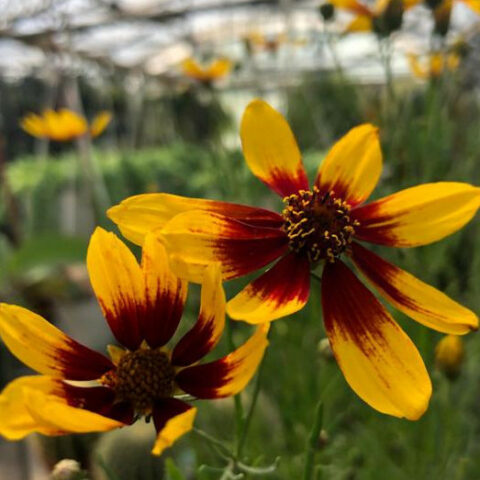 Coreopsis verticillata "Corleone Red and Yellow" [Vaso 18cm]