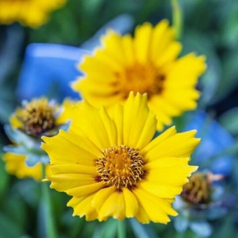 Coreopsis lanceolata "Walter" [Vaso 18cm]