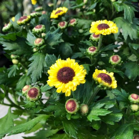Chrysanthemumindicum "Vymini" (Crisantemo) [Vaso 12cm]