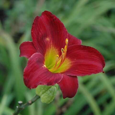 Hemerocallis "Stella Red" [Vaso 18cm]