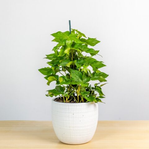 Fatshedera lizei [Vaso 17cm | H. 58 cm.]