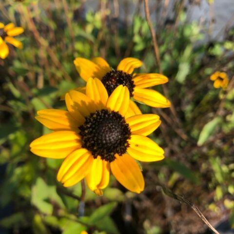 Rudbeckia fulgida [Vaso 8/10cm]