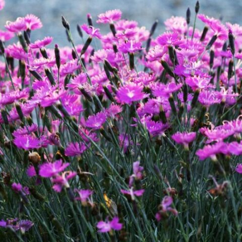 Dianthus gratianopolitanus "Feuerhexe" [Vaso 8/10cm]