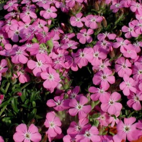 Saponaria x olivana "Bressingham" [Vaso 10cm]