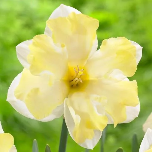 Narciso Cassata (5 BULBI)