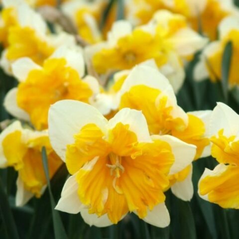 Narciso Split Corona Congress (5 BULBI)