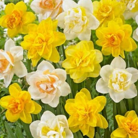 Narciso Double Mixed (5 BULBI)
