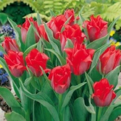 Tulipano Greigii Princesse Charmant (10 BULBI)