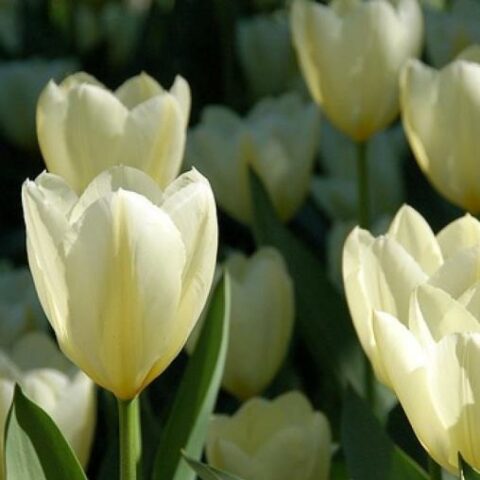 Tulipano Kaufmanniana Concerto (10 BULBI)