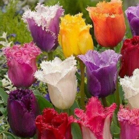 Tulipano Fringed Mixed (10 BULBI)