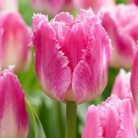 Tulipano Fringed Dallas (10 BULBI)