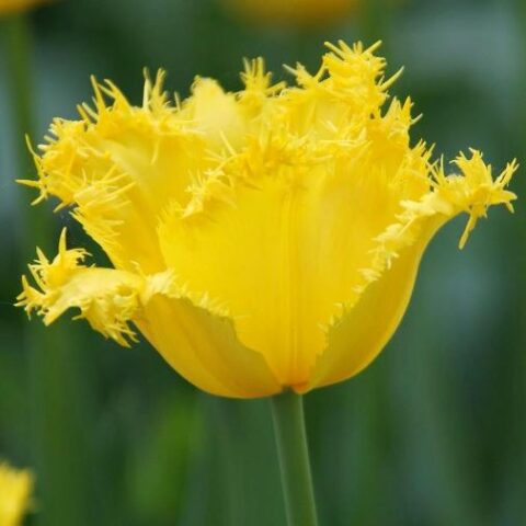 Tulipano Fringed Maja (10 BULBI)