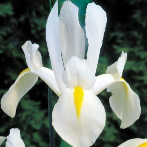Iris Dutch White Excelsior - Giaggiolo (10 BULBI)