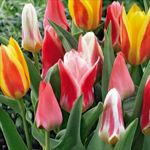 Tulipano Greigii Mixed (10 BULBI)