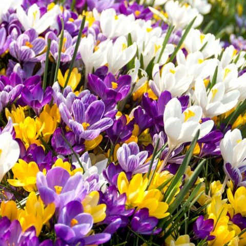 Crocus Mixed (10 BULBI)