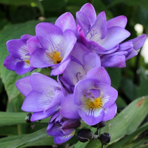 Freesia Single Blue (10 BULBI)