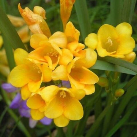 Freesia Single Yellow (10 BULBI)
