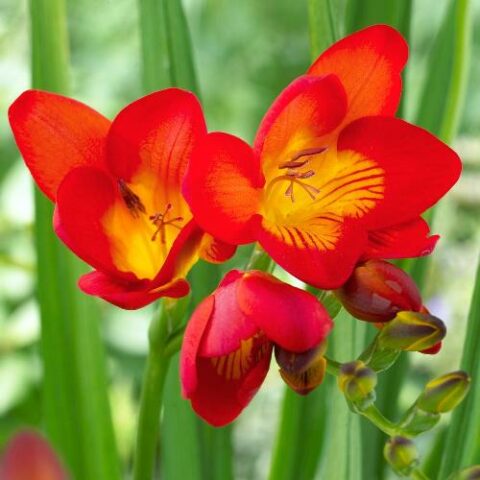 Freesia Single Red (10 BULBI)