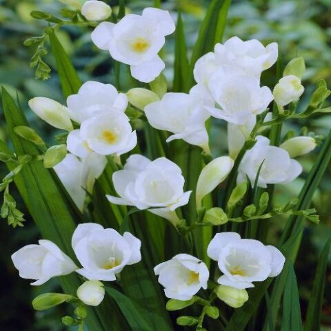 Freesia Single White (10 BULBI)