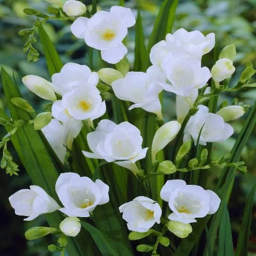 Freesia Single White (10 BULBI)