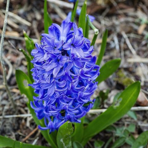 Giacinto Blue Magic (3 BULBI)