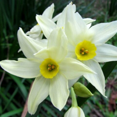 Narciso Paperwhite (5 BULBI)