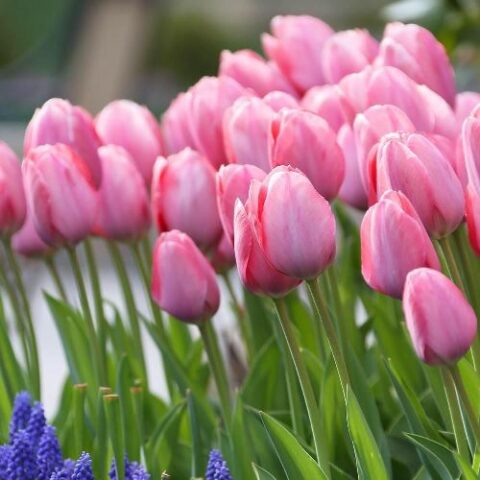 Tulipano Mystic Van Eijk (10 BULBI)