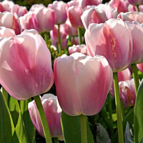 Tulipano Olliolues (10 BULBI)