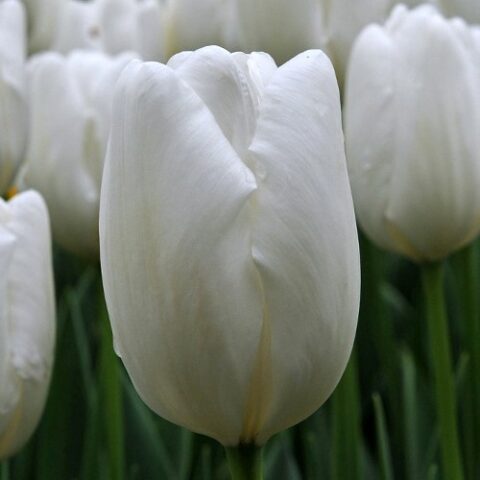 Tulipano Darwin Hybrid Hakuun (10 BULBI)