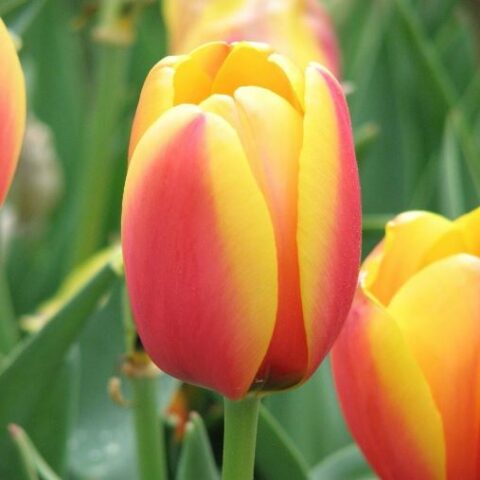 Tulipano World Peace (10 BULBI)