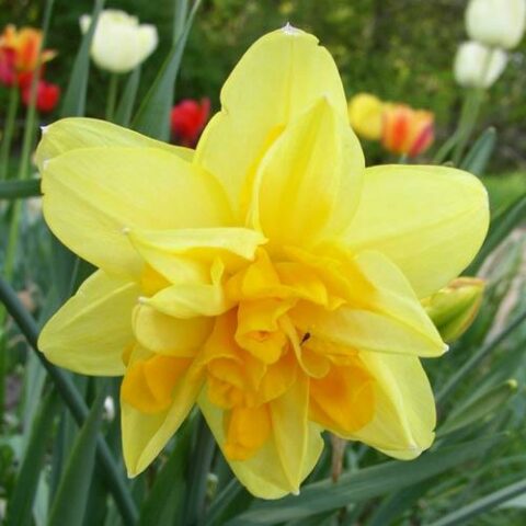 Narciso Double Apotheose (5 BULBI)