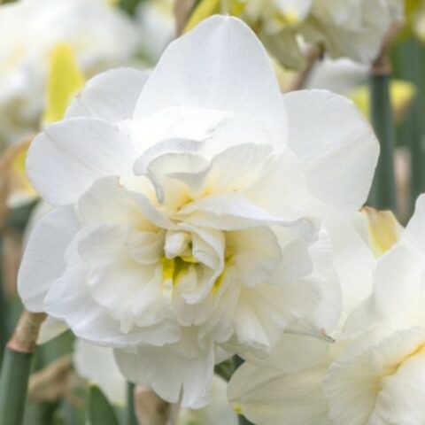 Narciso Double Obdam (5 BULBI)