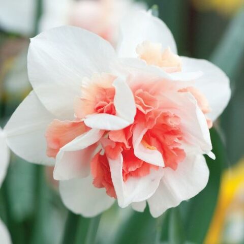 Narciso Replete (5 BULBI)