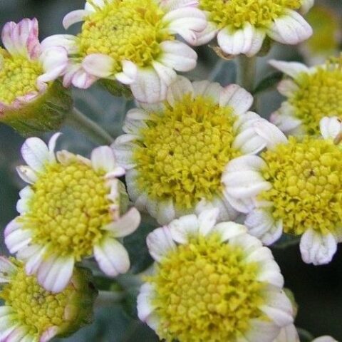 Ajania pacifica "Pacific White" (Crisantemo del Pacifico) [Vaso 11cm]