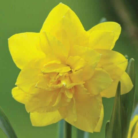 Narciso Double Golden Ducat (5 BULBI)