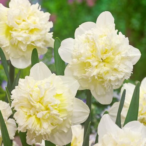 Narciso Double Ice King (5 BULBI)