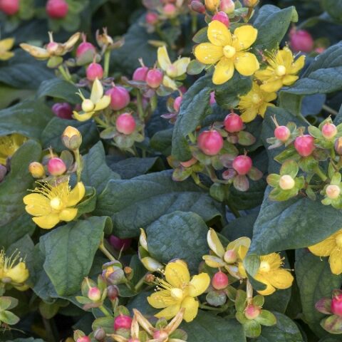 Hypericum x inodorum "Pink Berry" [Vaso 17cm]