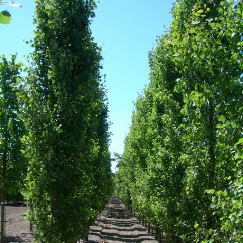 Populus tremula "Erecta" (Pioppo) [H. 150-180 cm.]