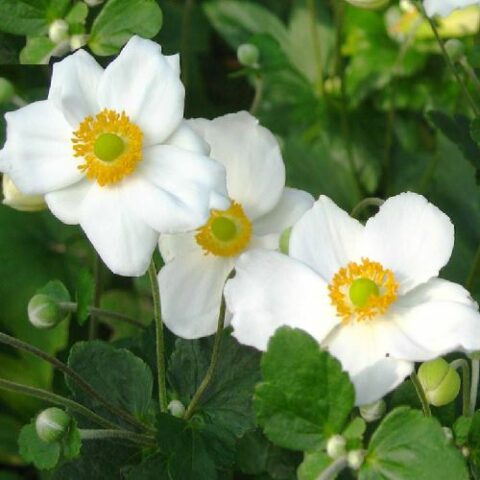 Anemone hupehensis "Andrea Atkinson" [Vaso 14cm]