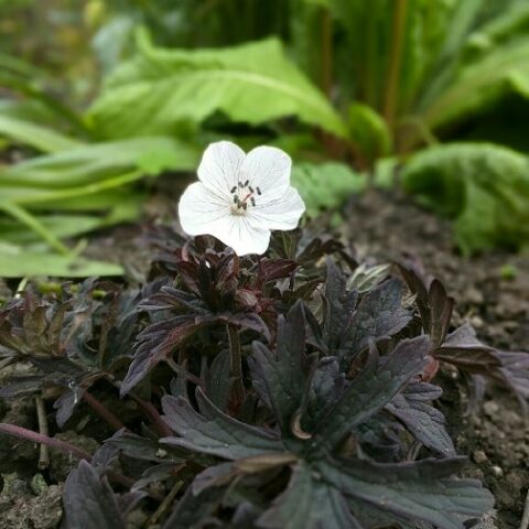 Geranium x hybridum "Purple Ghost" [Vaso 14cm]