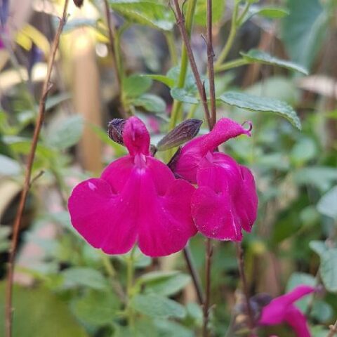 Salvia greggii "Dayglow" [Vaso 14cm]