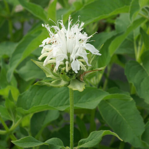 Monarda didyma "Schneewittchen" [Vaso 11cm]