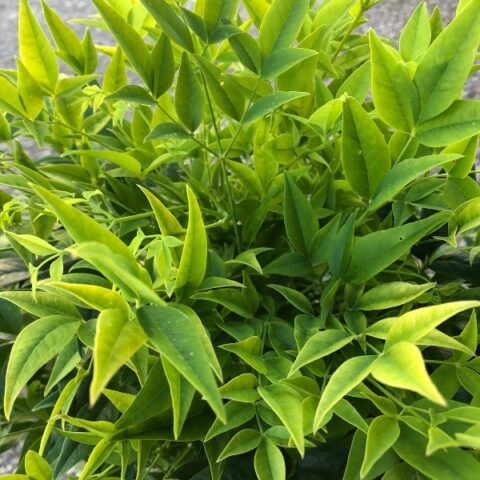 Nandina domestica "Lemon Lime" [Vaso 17cm]