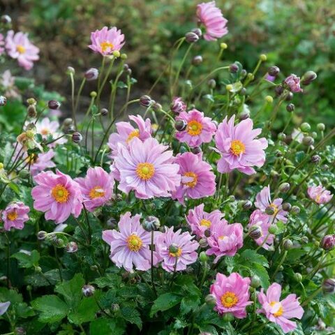 Anemone hupehensis "Pretty Lady Emily" [Vaso 19cm]