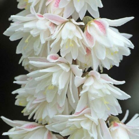 Deutzia scabra "Plena" [Vaso 18cm]