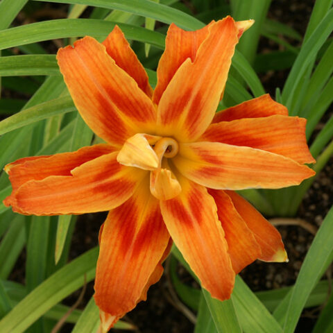 Hemerocallis "Apricot Beauty" [Vaso 15cm]