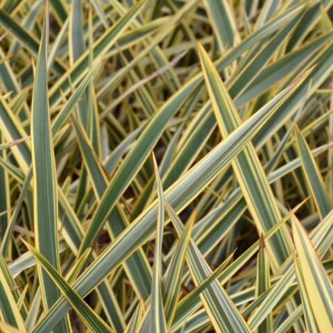 Phormium "Golden Ray" [Vaso 18cm]