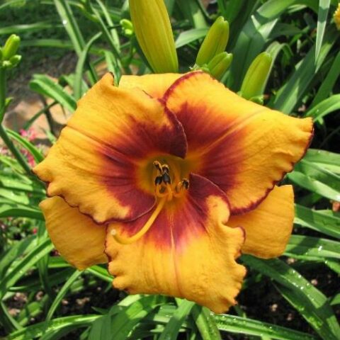 Hemerocallis "All American Tiger" [Vaso 15cm]