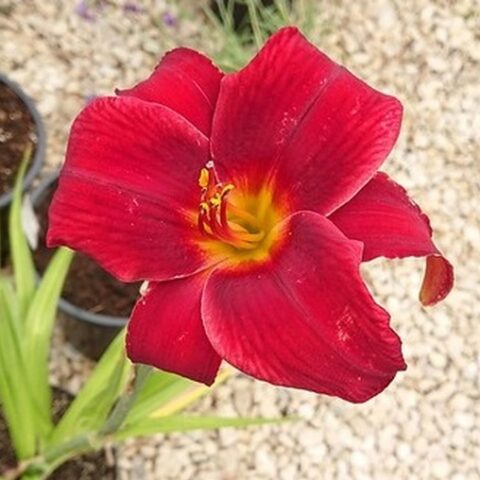 Hemerocallis "Anzac" [Vaso 18cm]
