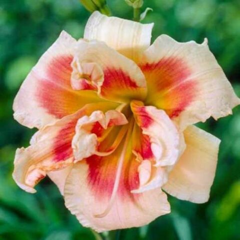 Hemerocallis "Forty Second Street" [Vaso 15cm]